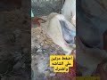 طريقة سلخ النعامه 