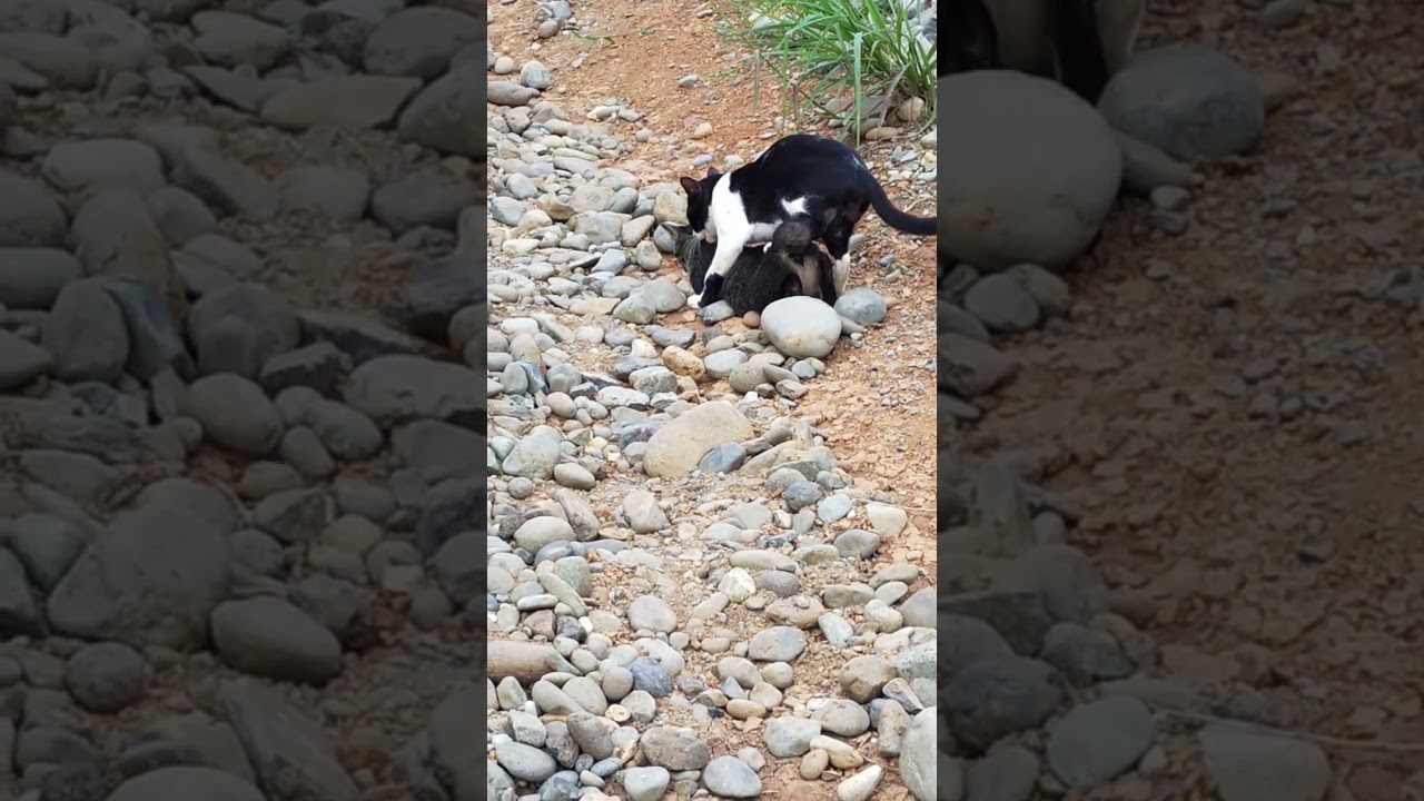 Kucing Kawin Siang Bolong