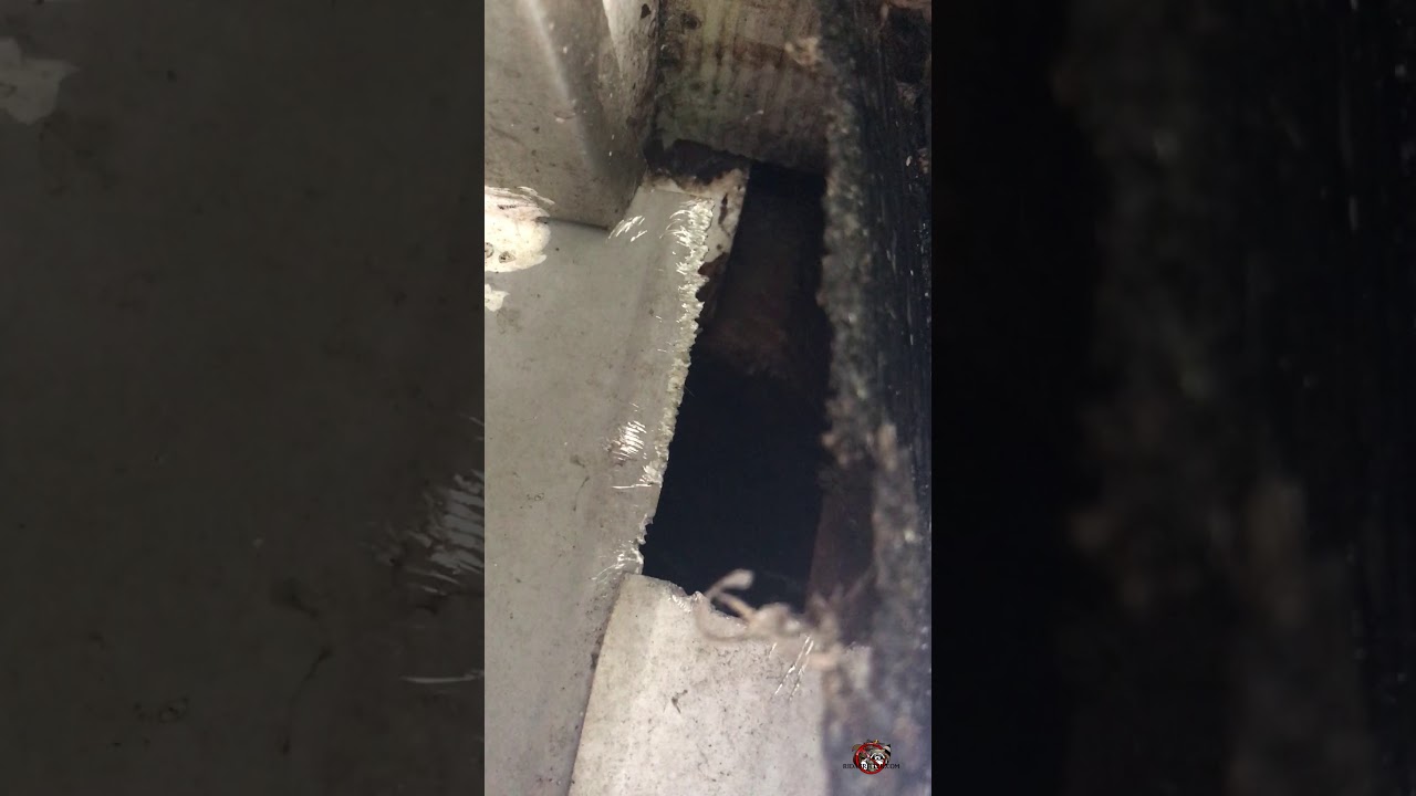 Rat Chew Hole in a House in Atlanta