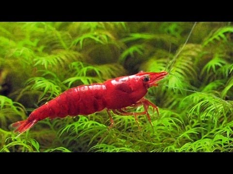 Nano Cube 20 aquascape feat. Sakura red shrimp (Neocaridina davidi)