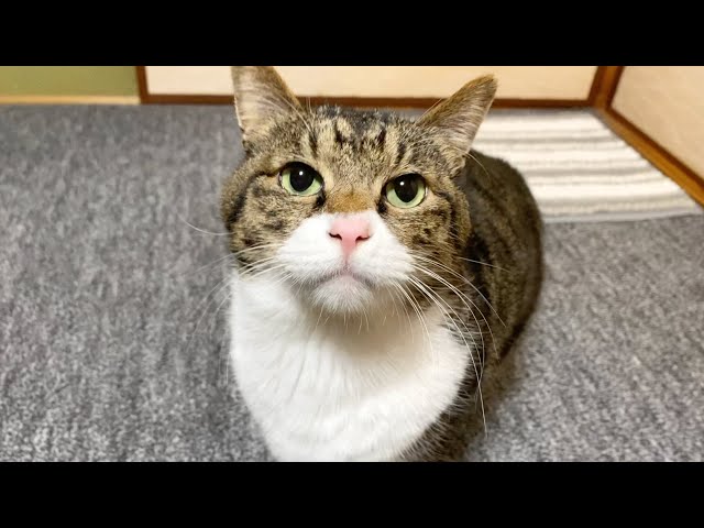 I haven't seen my cat in months and he doesn't seem to remember me