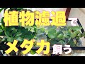 メダカの室内水槽立ち上げ！植物濾過で濾過器やエアレーションなしで飼育