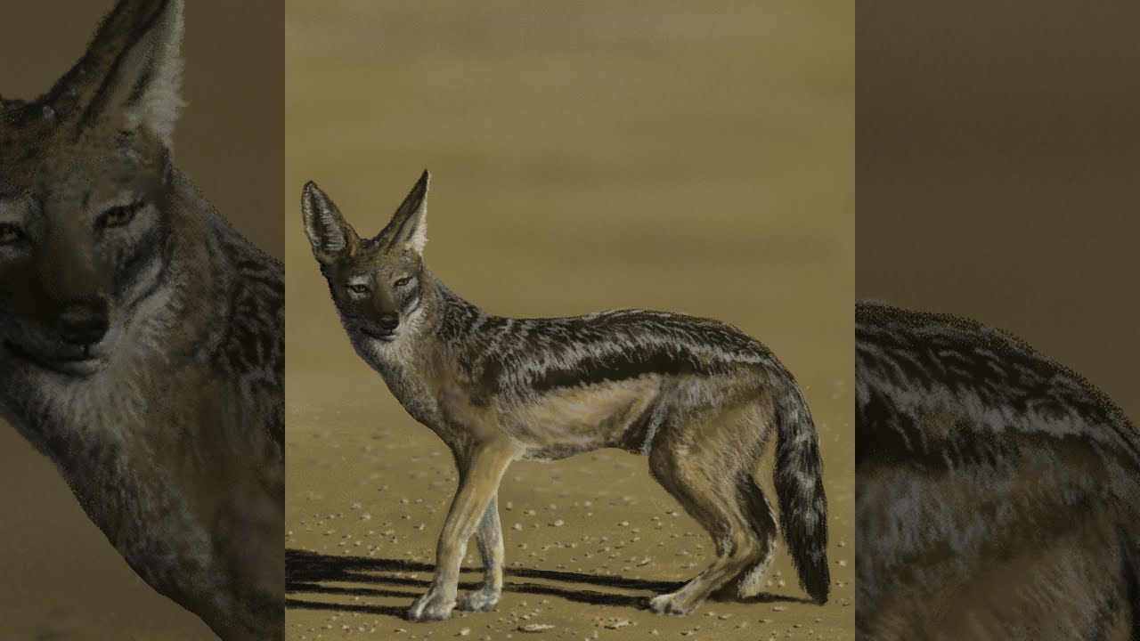 How to draw Jackal YouTube