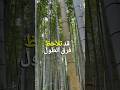 أسرع نبتة على كوكب الأرض هل تعلم معلومات غريبة البامبو نباتات شورتس المعرفة حقائق أشجار أسرع نبتة على كوكب الأرض هل تعلم معلومات غريبة البامبو نباتات شورتس المعرفة حقائق أشجار
