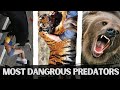 Dangerous Creatures You Should Know to Stay Alive!