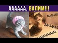 Приколы с котами. АААА, ВАЛИМ! | Мемозг #302