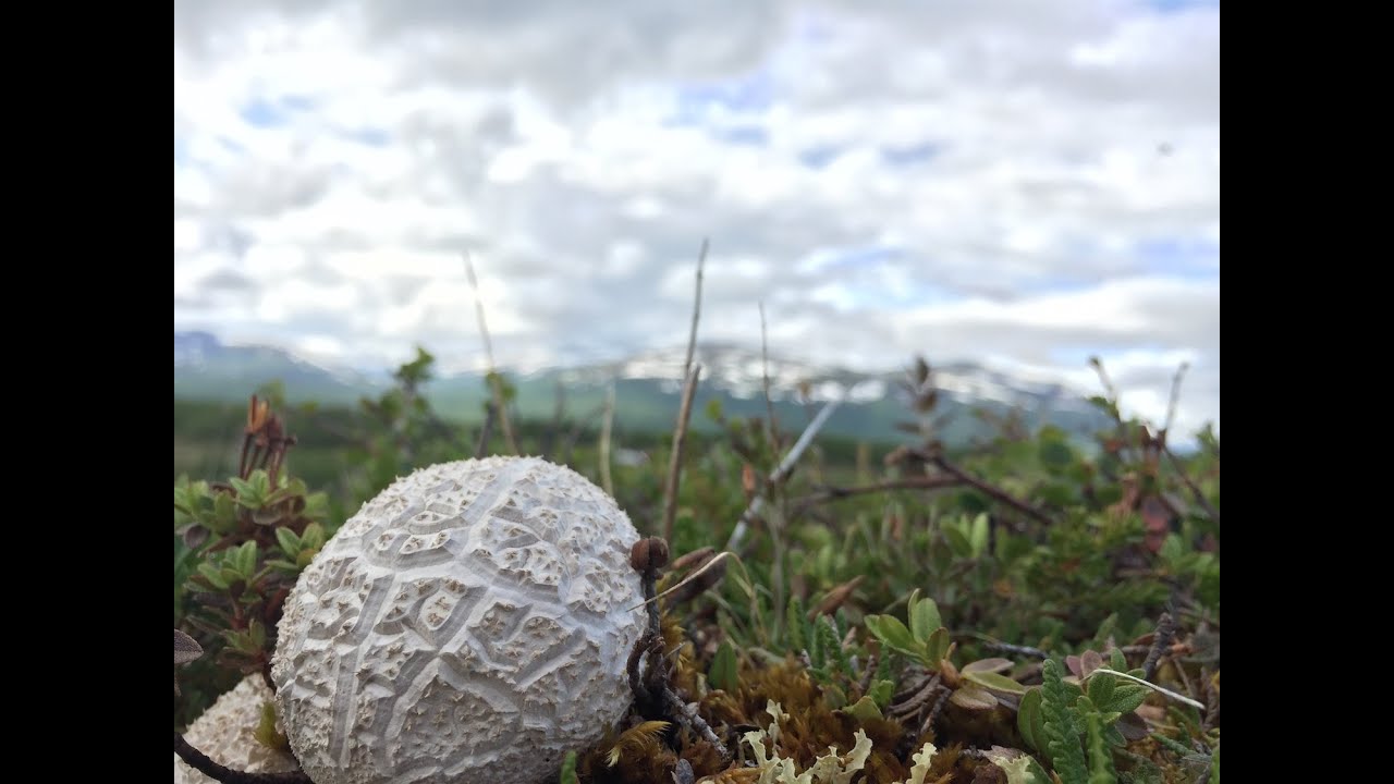 Increased vegetation in the Arctic region could counteract global warming