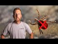 Tick Safety - How To Avoid Ticks While Hiking