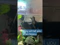 Oscar fish- best aquarium pet ? - We think so