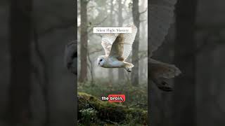 Owls aren't just predators #wildlife #owl #facts