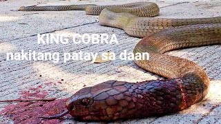 King Cobra sa Coron. #kingcobra #palawan