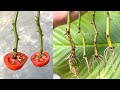 How rose branches are rooted thanks to tomatoes | バラを枝ごと植える