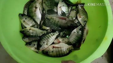 Câu cá rô phi về chiên giòn ăn