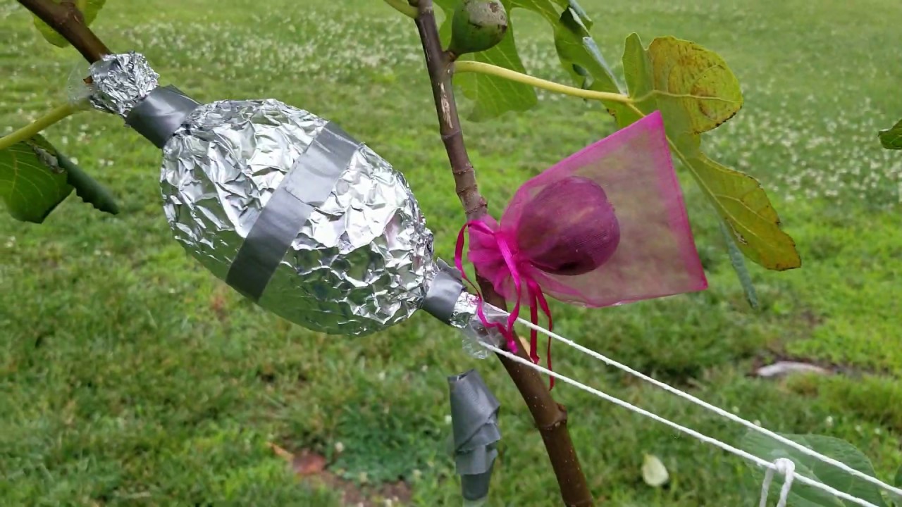 MAVRA SIKA! An Early Fig Variety You Can Count On In The North! 6,20,19.