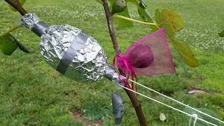 MAVRA SIKA! An Early Fig Variety You Can Count On In The North! 6,20,19.