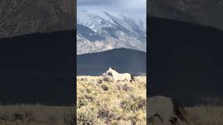 Run free 4 now #wildlife #sterstallion #horse #wildhorses #nature