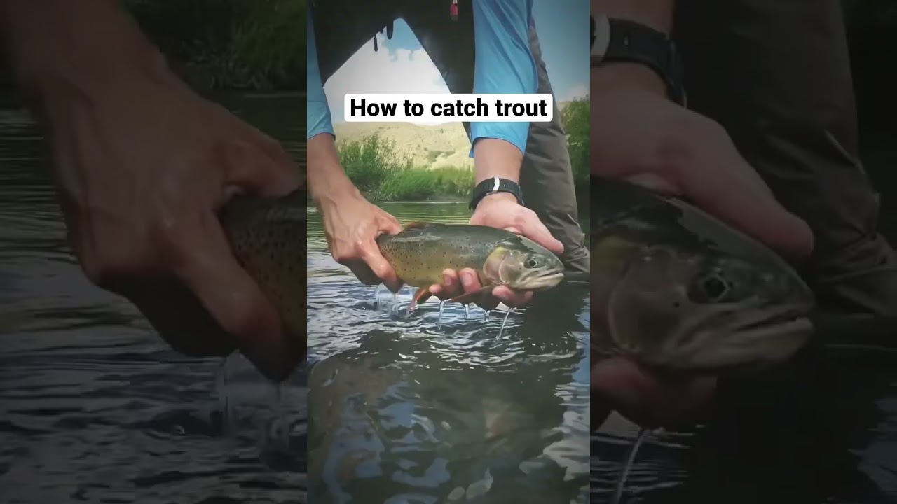 How to catch trout? Two dry fly rig is the answer! 