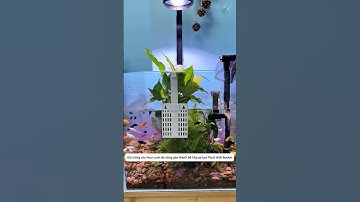 Trồng cây làm sạch nước với giỏ móc treo thành bể cá | Aquarium Plant Wall Basket #aquatic #shorts