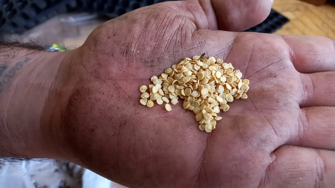 Biber tohumu ekimi ve Viyol seçimi