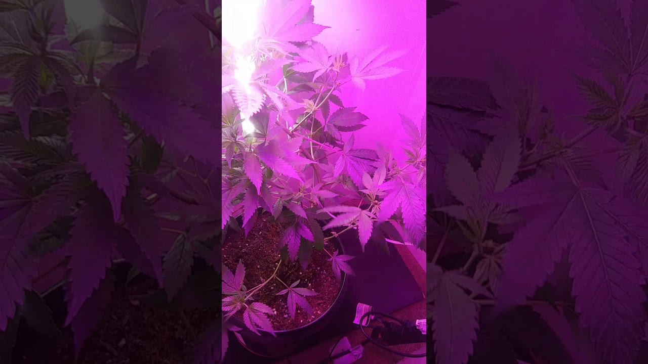 Purple Voodoo Strain Flowering Day 2