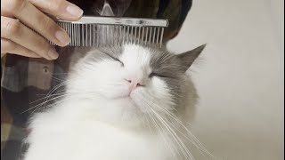 ブラッシングが気持ち良すぎてラグドール猫がこうなっちゃいました。