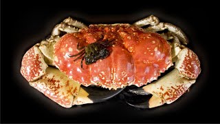 Тасманийский королевский краб | Tasmanian king crab