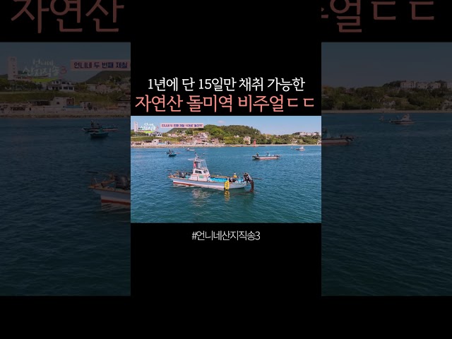 이게 말로만 듣던 자연산 돌미역..? #언니네산지직송3