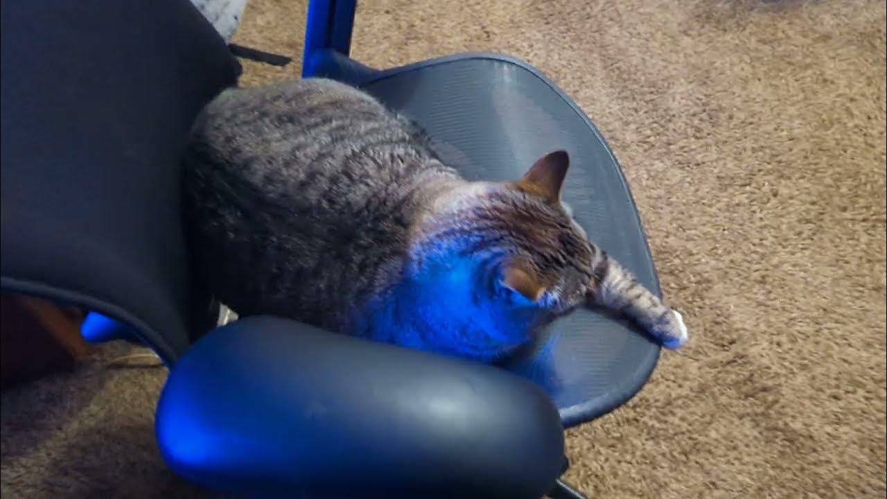 How to relocate a cat who has stolen your office chair YouTube