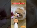 اشياء غير عادية تستطيع الكلاب التعرف عليها بحاسة الشم
