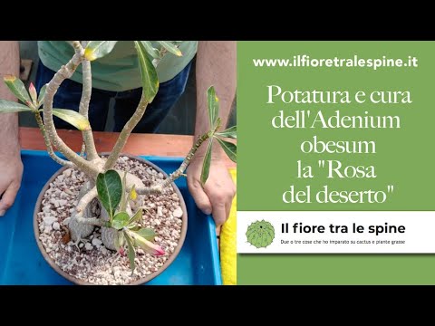 Video: Adenium obeso: caratteristiche della cura e della coltivazione in casa