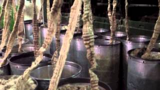 How an eco-friendly plant becomes a jute bag (part 1)
