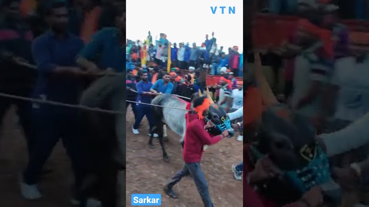 VTN Sarkar  bull jallikattu 2022