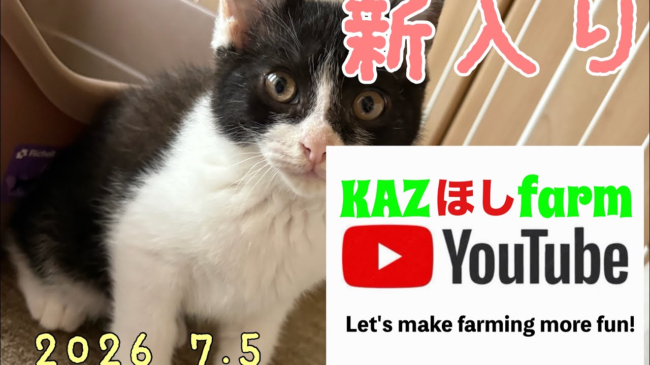 Kitten声に出して読みたい日本語&FirstLittleReaders The Day We Welcomed a Two-Month-Old Kitten - YouTube