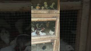 Anak Ayam Joper Umur 2 U0026 3 Minggu Sehatsehat Dan Besar