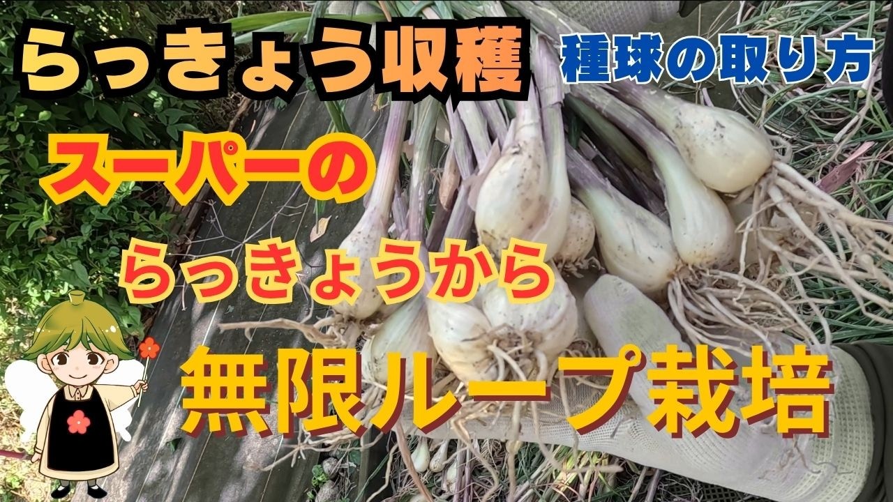 Harvesting and collecting seed bulbs of Japanese shallots] How to