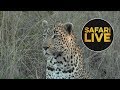 safariLIVE - Sunset Safari - June 7, 2018