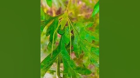 #grasshopper #macro #nature #insects #insect #naturephotography #d #macrophotography