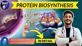 protein biosynthesis | translation biochemistry | translation in eukaryotes with animation