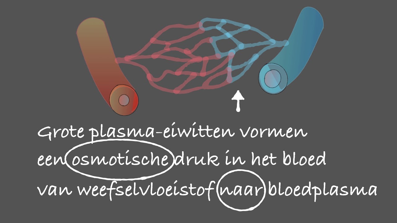 Bovenbouw Transport Taak 10 Lymfe en weefselvloeistof YouTube Bovenbouw Transport Taak 10 Lymfe en weefselvloeistof YouTube