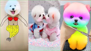 Tik Tok Chó Phốc Sóc Mini 😍 Funny and Cute Pomeranian #289