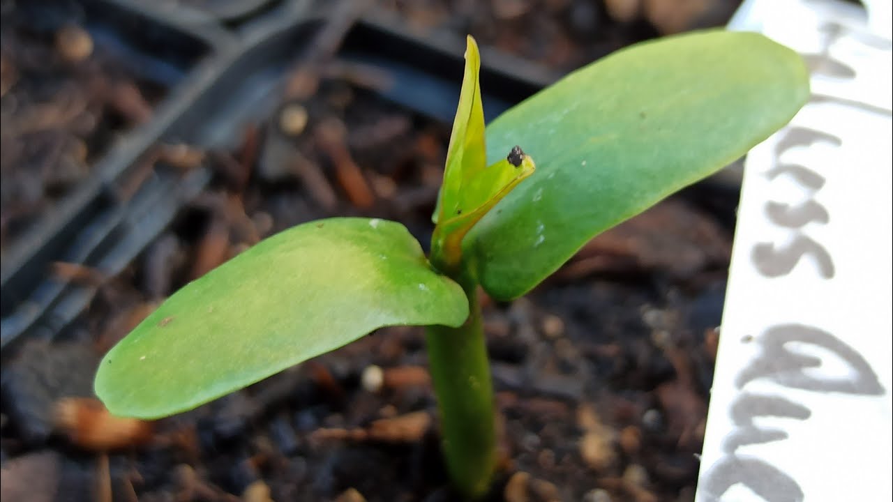 Plumeria: Das erste echte Blattpaar ist da