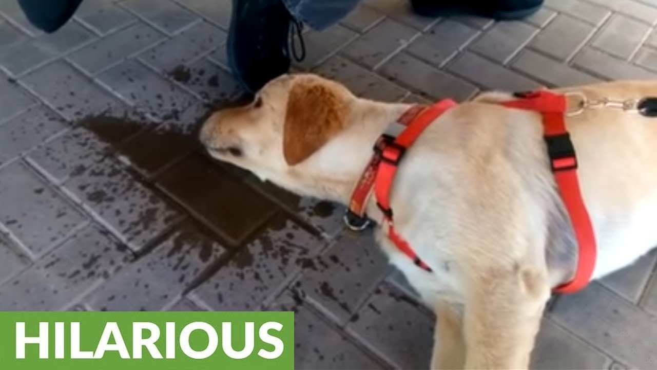 Super lazy doggy drinks water lying down YouTube