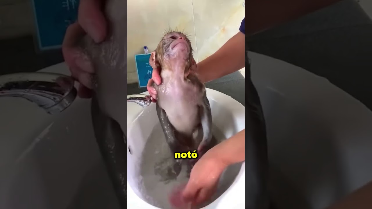 Este Pequeño Mono Tomó Su Primer Baño 😲