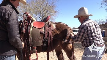 Adjusting the Saddle — Best Fit for your Mule