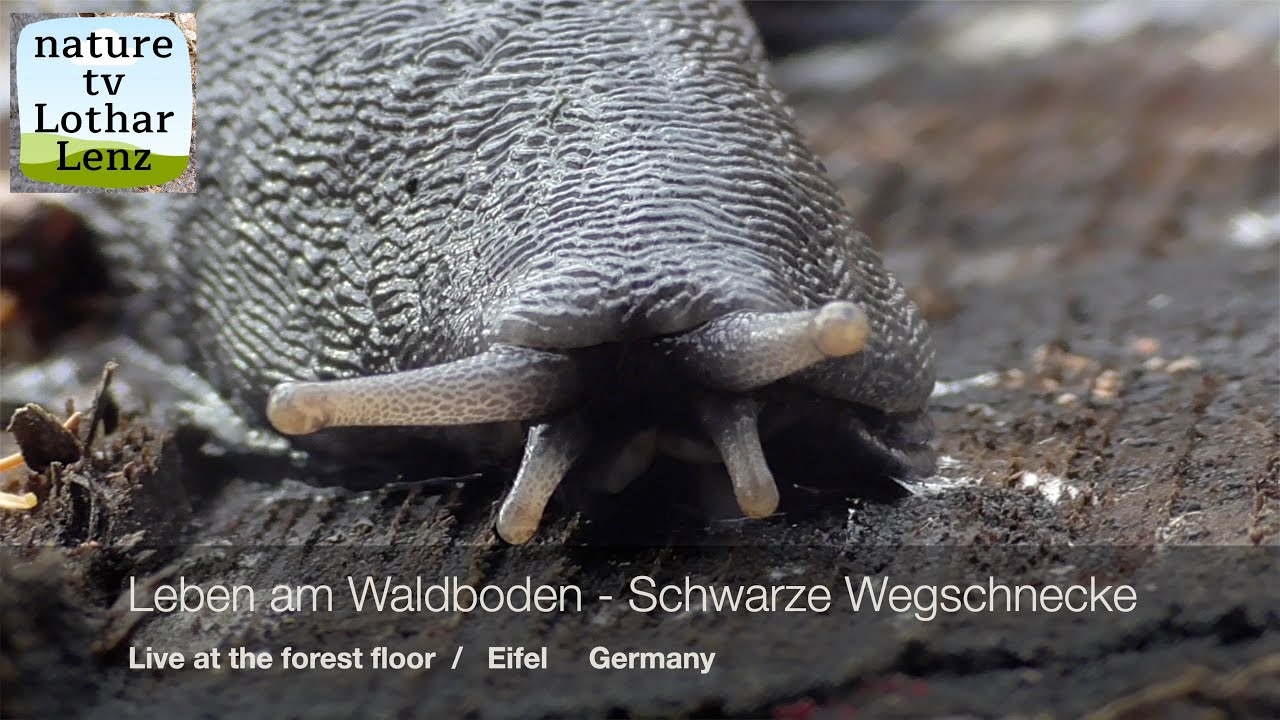 Leben am Waldboden (12). Schwarze Wegschnecke. Living at the forest floor. Eifel, Germany