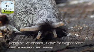 Leben Am Waldboden 12. Schwarze Wegschnecke. Living At The Forest Floor. Eifel, Germany