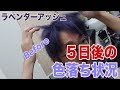 ラベンダーアッシュの色落ち（カラー5日後）