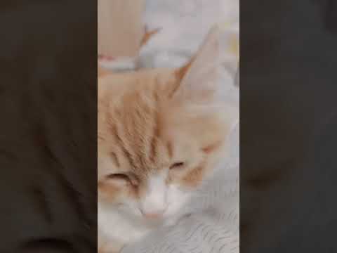 ذي قطتي اسمها سوزي بس انتوا تشوفوها كيوت صح بس لما خلصت الفيديو قامت وضربتني وهي كثير قويه ونشيطة