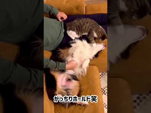 犬のお耳ケアに熱心な猫　#shorts