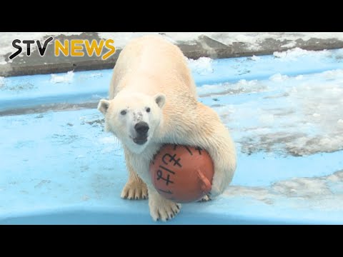 シロクマ Archive] Polar bear 